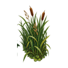 Low Rain-basin Reeds