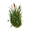 Greenward Reed Clump // name