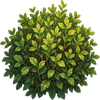 Town Garden Shrub // name